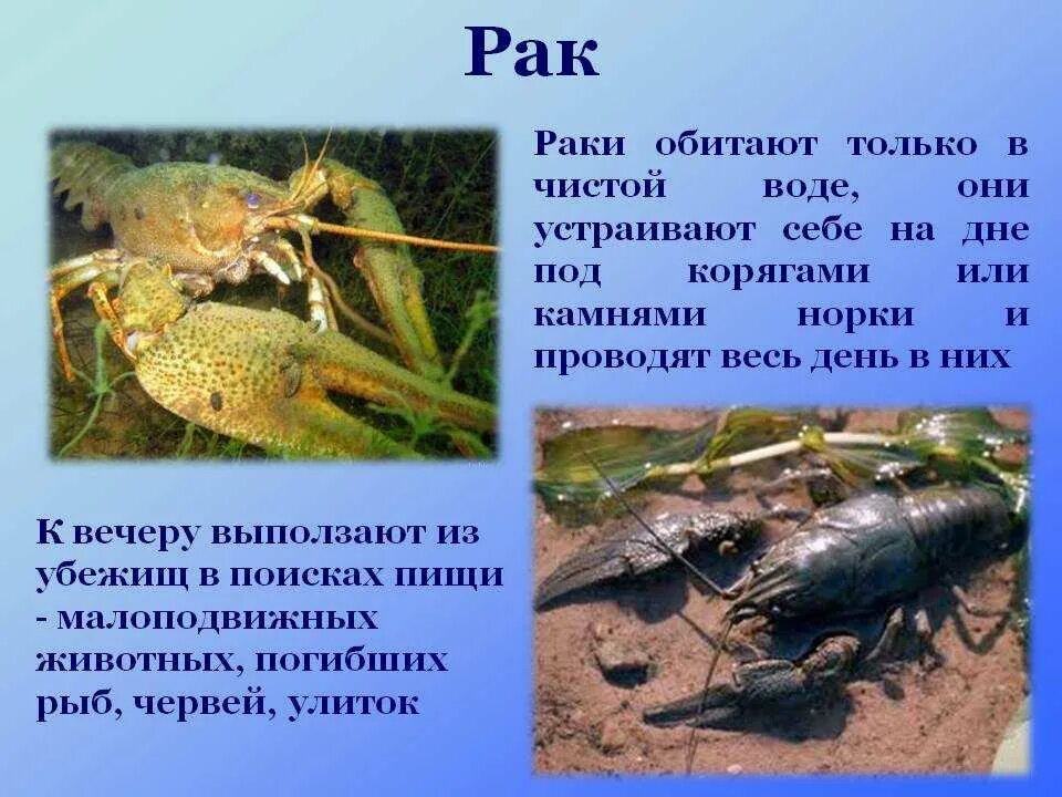 Рачки обитают в реке?. Обитатели пресных водоемов. Обитатели водоемов рачки. Речные ракообразные. На дне водоема обитает