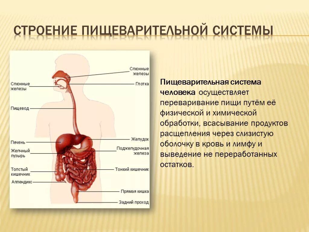 Строение части пищеварительной системы. Пищеварительная система анатомия органов пищеварения. Анатомическое строение пищеварительной системы человека. Строение пищеварительной системы человека 8 кла.