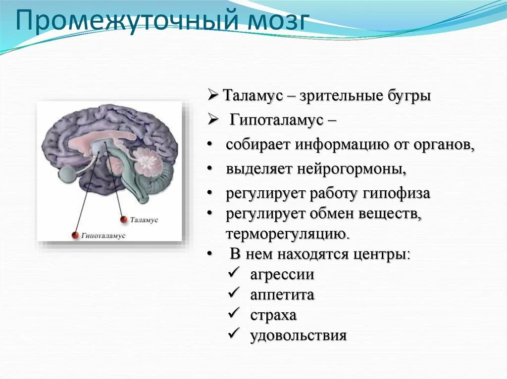 Функция промежуточного мозга дыхание температура тела. Функции промежуточного мозга. Центры промежуточного мозга. Промежуточный мозг строение расположение. Полость промежуточного мозга.