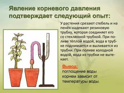 Минеральное питание растений 6 класс биология