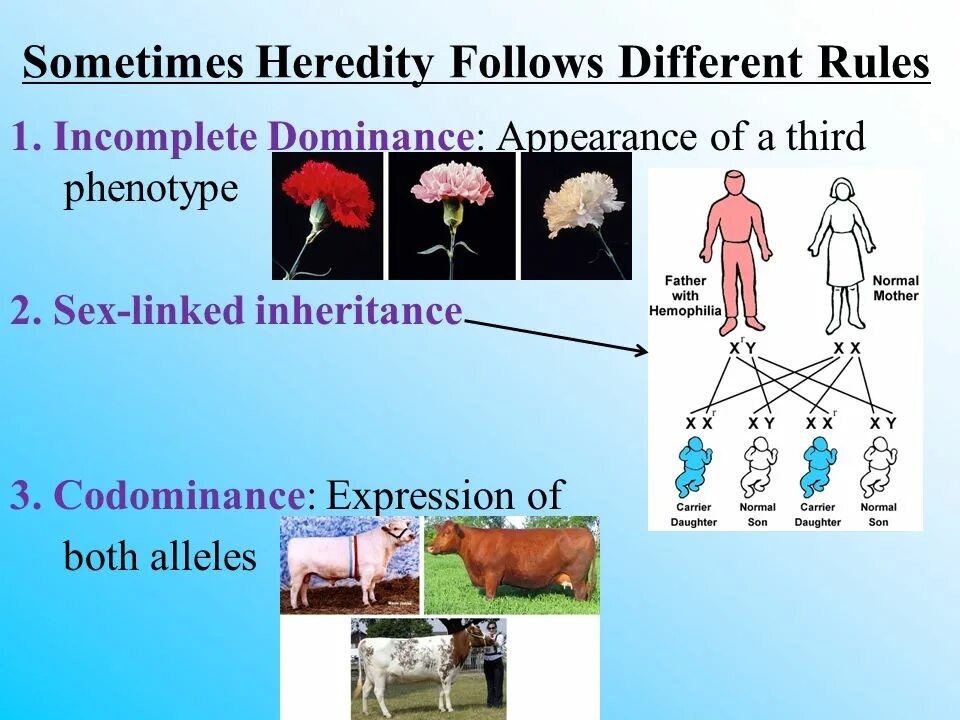 Dominance оптимизация. АК Inheritance. Heredity. Incomplete dominance определение. Different rules