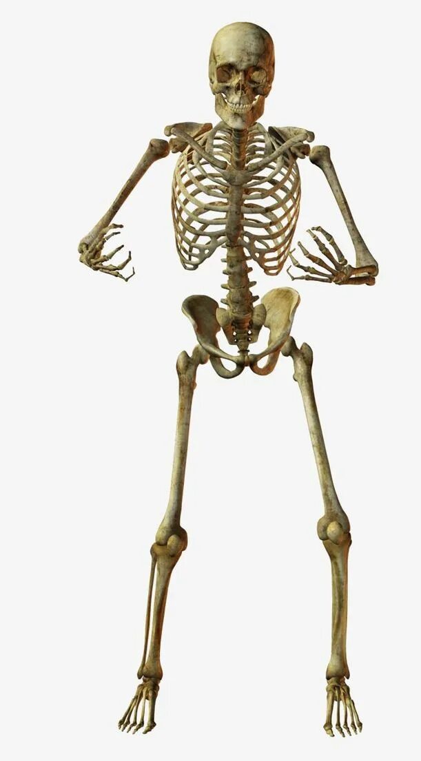 Скелет человека. Кости человека. Скелет человека в полный рост. Настоящий человеческий скелет.