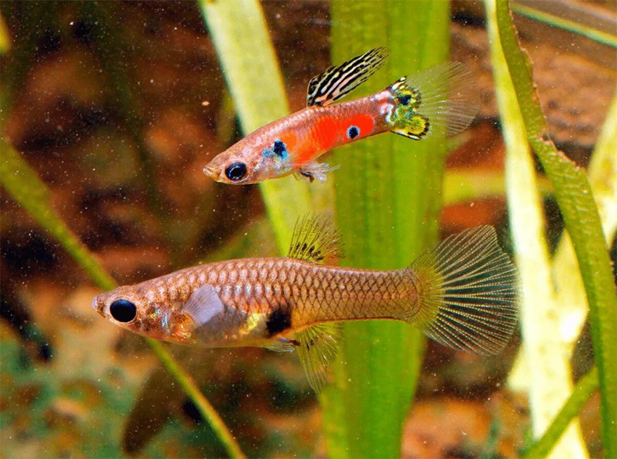 Как размножаются аквариумные. Гуппи poecilia reticulata. рыба гуппи poecilia reticulata. гуппи аквариумные живородящие. пецилия и гуппи.