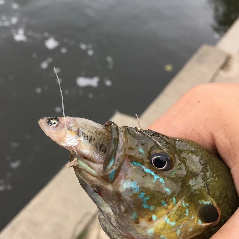 Рыбка с блесной во рту. Вкус рыбы во рту
