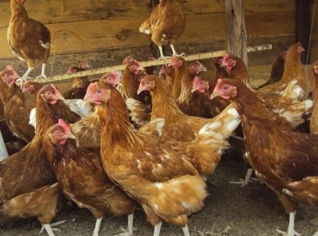 курица сломала ногу