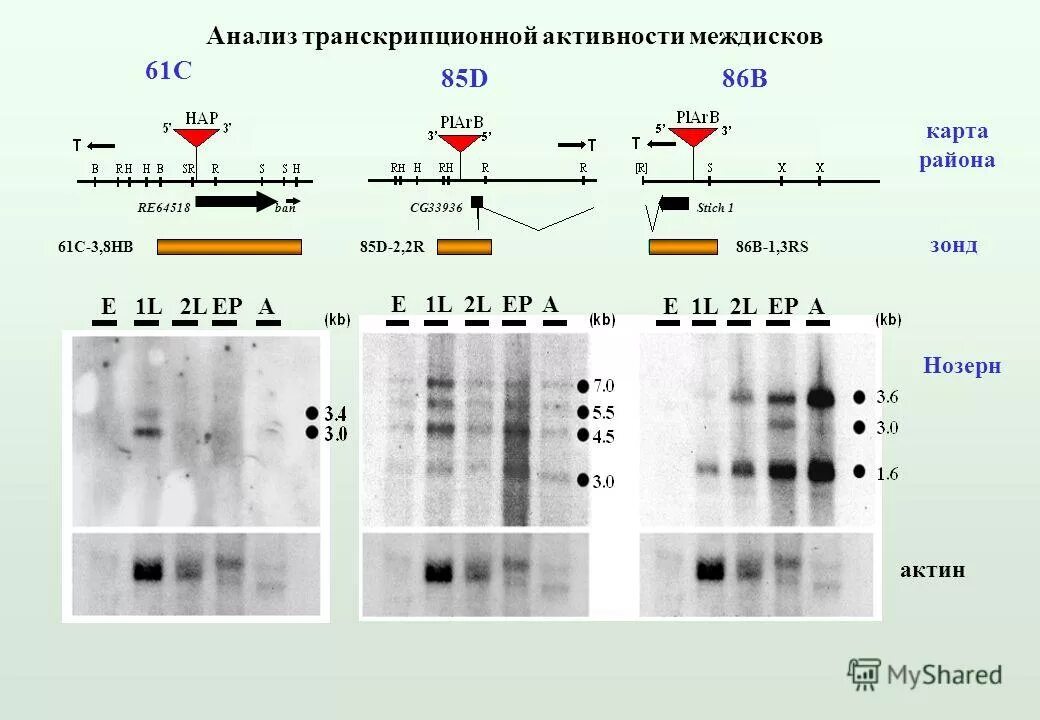 Иммунный блоттинг. Генетическая карта хромосом дрозофилы. Генетическая карта d. melanogaster. ДОТ блоттинг.