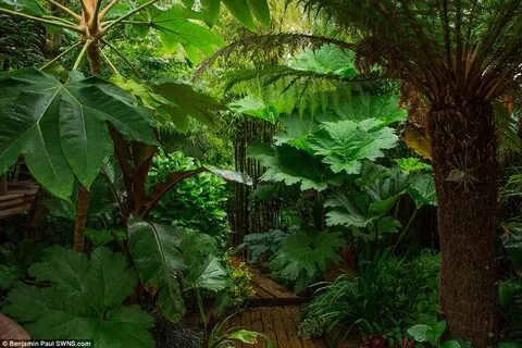 Huge plants