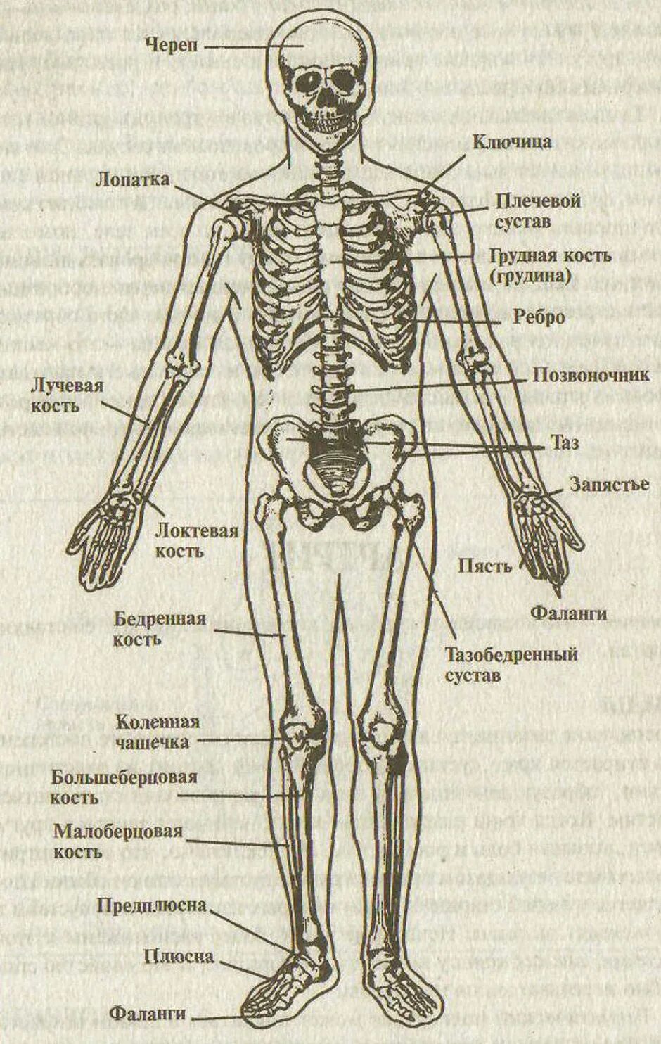 Строение костей человека и их названия. Кости туловище анатомия строение. Строение скелета человека с названиями костей и суставов. Скелет туловища человека с названием костей. Назовите указанные кости