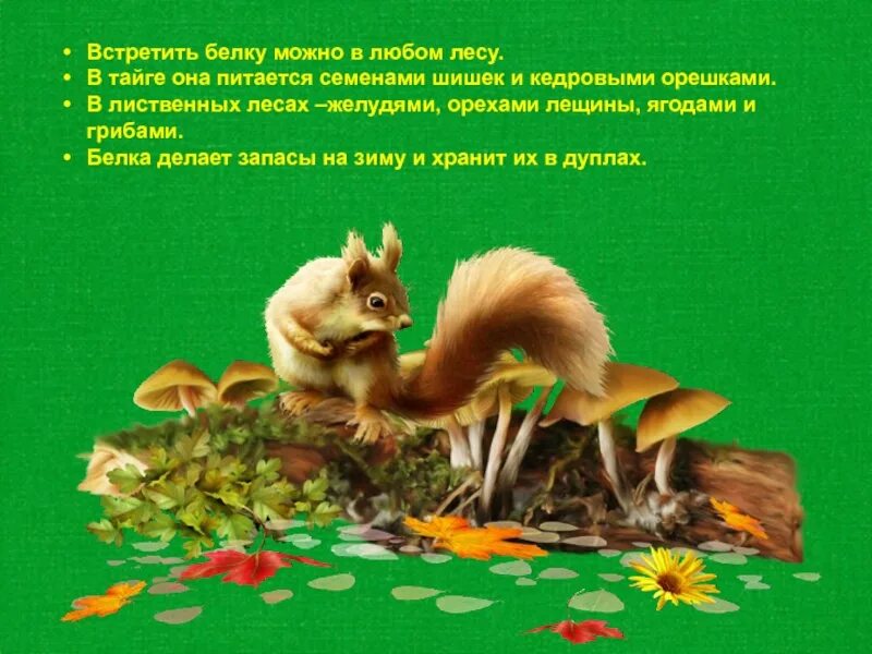 Белки в лесу. Белочка на дереве. Белочка на дереве. Встретить белку в лесу. Встретить белку в лесу.