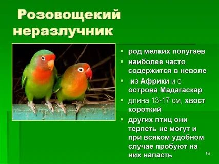 Мелкий род