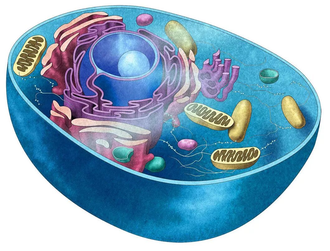Клетка человека изображение. Протоплазма клетки. Биологическая клетка. Человеческая клетка. Клетка человека биология.
