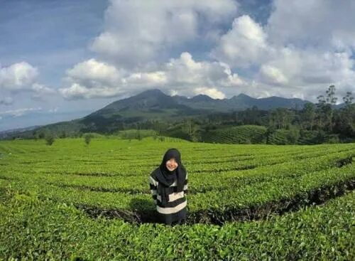 Bokep di bali. Kebun teh Fujitsu. Бандунг люди. Xxxx Kebun.