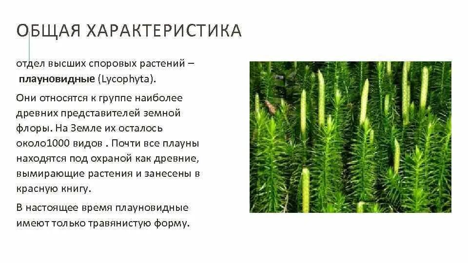 Функции споровых растений