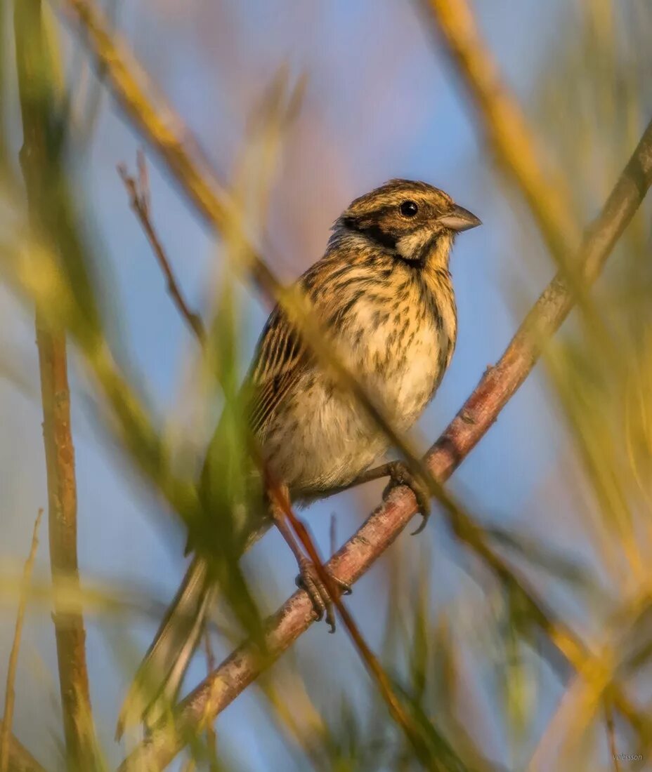 Овсянка, Камышовая, тростниковая (Emberiza schoeniclus). Камышовая овсянка птица. Камышовая овсянка самка.