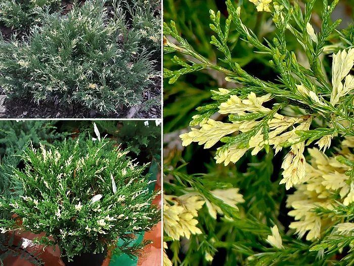 Можжевельник казацкий Variegata - купить в Украине