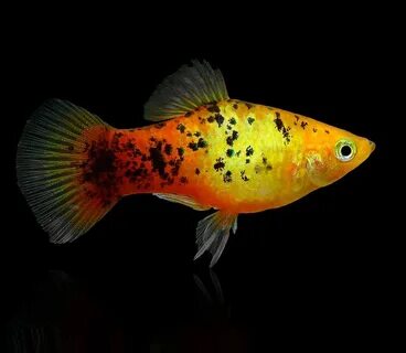 Пецилия закат ситцевый (Xiphophorus maculatus sunset calico Platy)