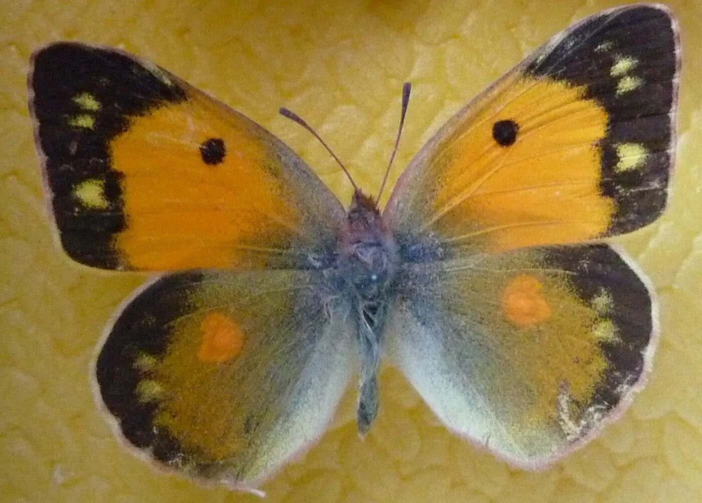 Желтушка Луговая бабочка. Бабочка пестрянка желтушка. Желтушка торфяниковая бабочка. Бабочка желтушка ракитниковая. Крапивница желтушка