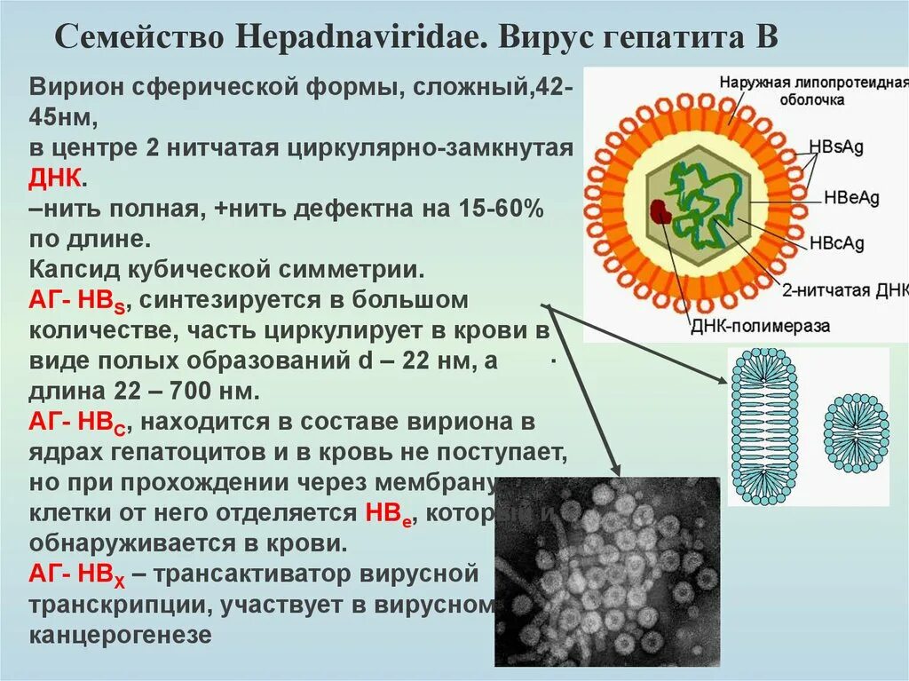 Вирусы способны к самостоятельному обмену. Вирус гепатита с строение вириона. Вирион капсид. Структура вируса гепатита а капсид. Строение вируса гепатита в.