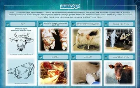 Группы заболеваний животных