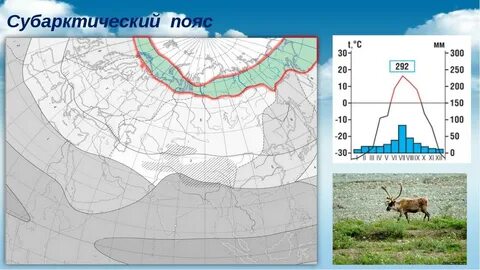 В каком полушарии расположен арктический пояс