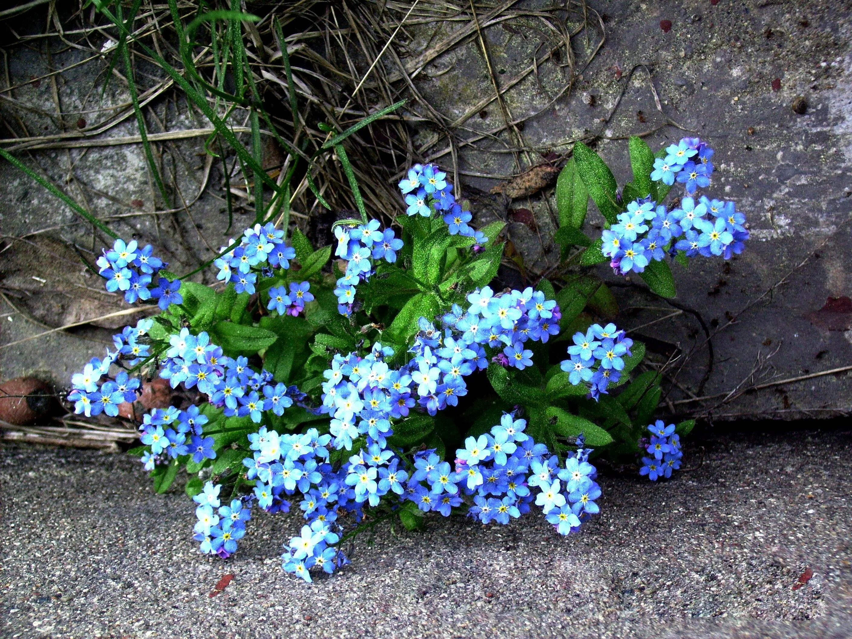 Незабудка Альпийская голубая. Незабудка Альпийская (Myosotis alpestris). Незабудка Альпийская Лесная Полянка. Незабудка стелющаяся.