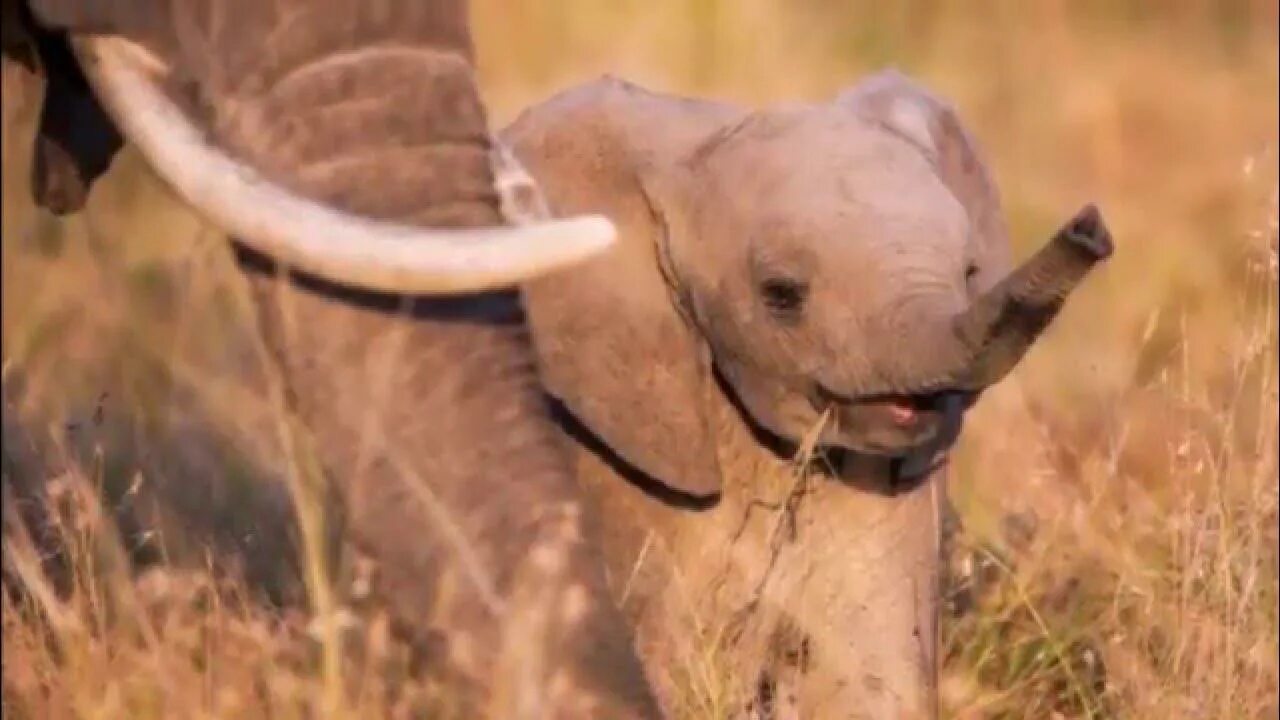 Слоненок. Маленький Слоненок. Милые слоны. Маленький Африканский Слоненок.