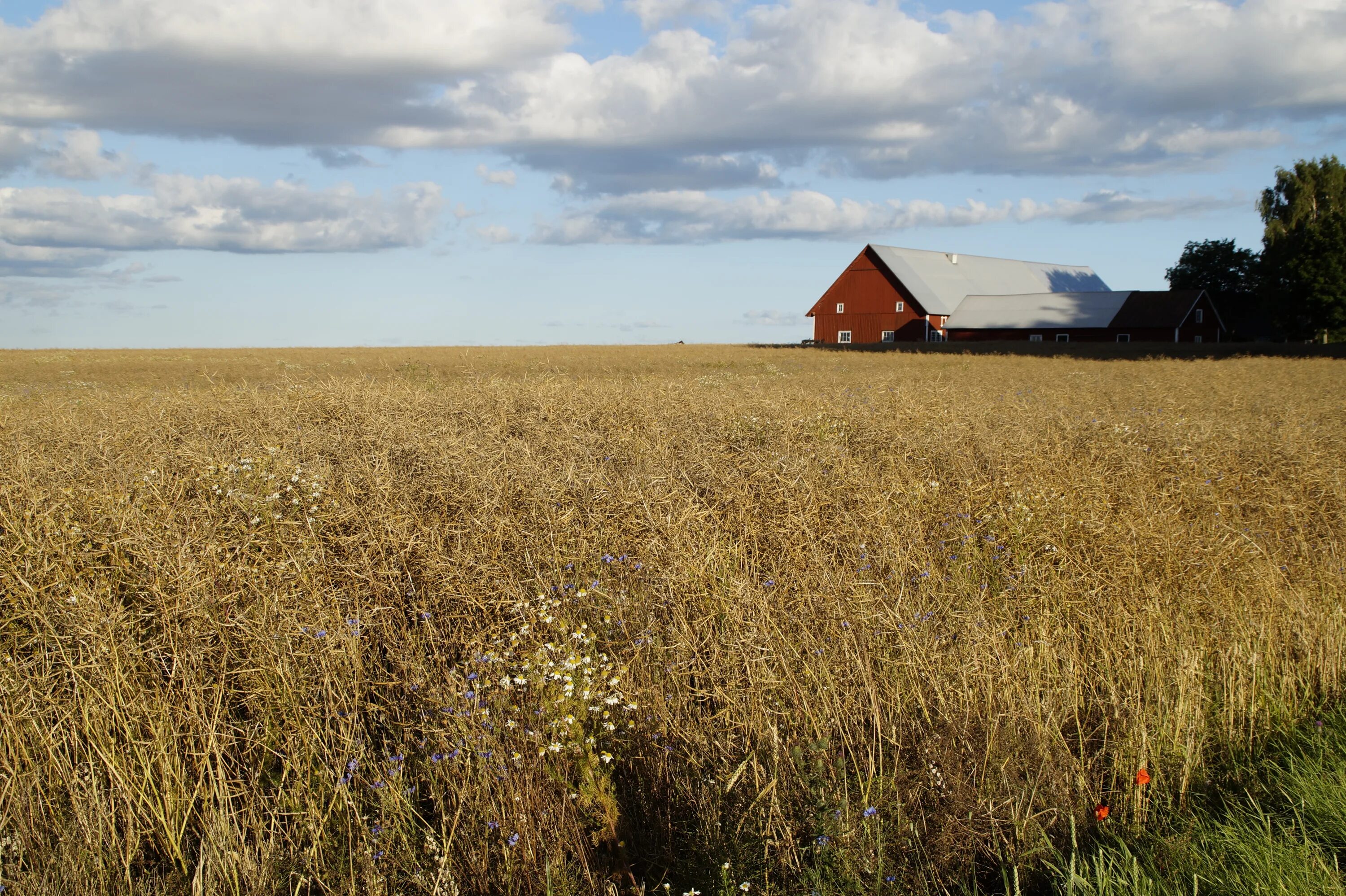 Погода золотом поле на 10 дней. Зерновые поля. Сельское хозяйство Швеции. Золотая Нива поле. Еремино поле фермерский двор.