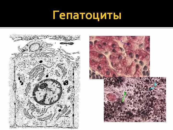 Гепатоцит строение гистология печени. Функции гепатоцитов гистология. Печеночные клетки гепатоциты. Строение гепатоцита гистология.