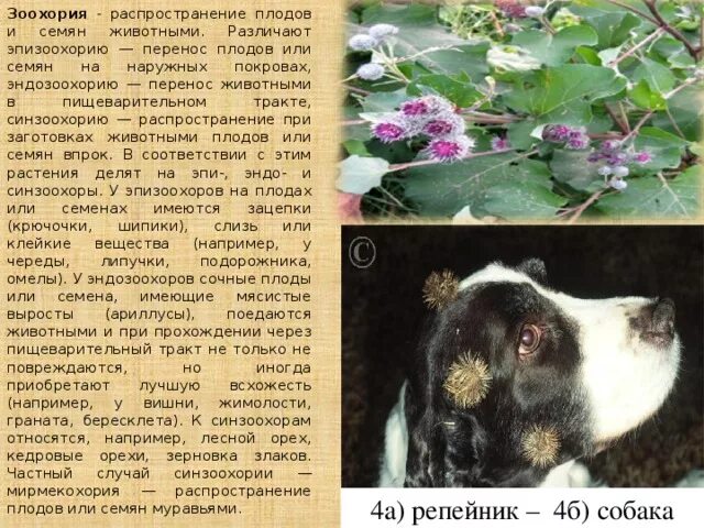 Тип взаимодействия между животными и репейником. Распространение семян животными. зоохория. растения переносятся животными. перенос семян животными.