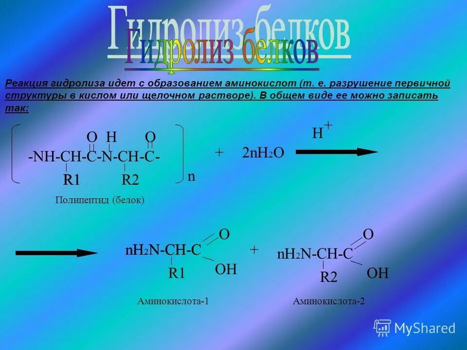Образование белков. Реакция образования белков. Гидролиз белков Тип реакции. Белок Тип реакции образования. Образование белков из аминокислот реакция.