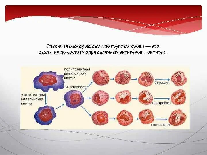 Свертывание крови группы крови. Различия между группами крови. Различие групп крови человека. Группа крови различие между группами. Различие групп крови между собой.