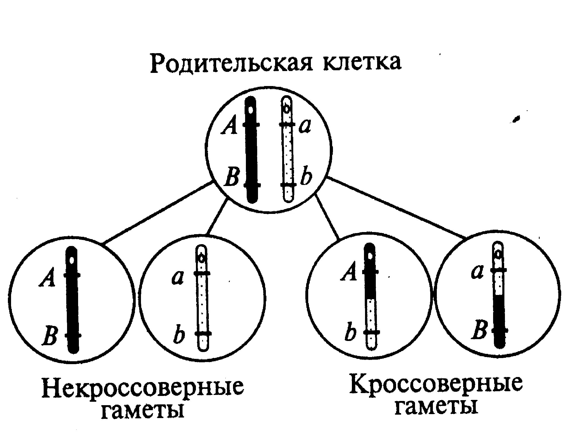 Наследование при полном сцеплении генов. Схема неполного сцепленного наследования. Неполное сцепление генов схема. Полное сцепление генов схема. Образование кроссоверных и некроссоверных гамет.