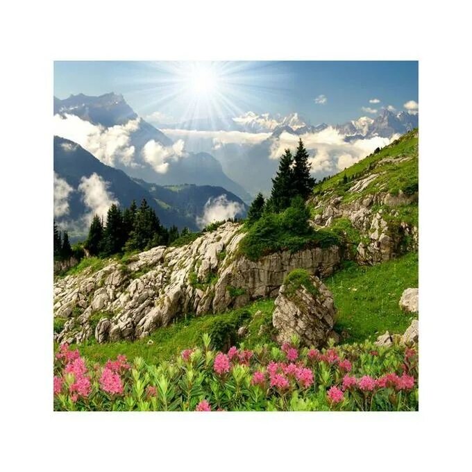 Альпийские луга франции. Альпийские луга швейцария. Альпийские луга а205 травка универсальная (пакет) 50 гр. Фирма альпийские луга. Фирма альпийские луга.
