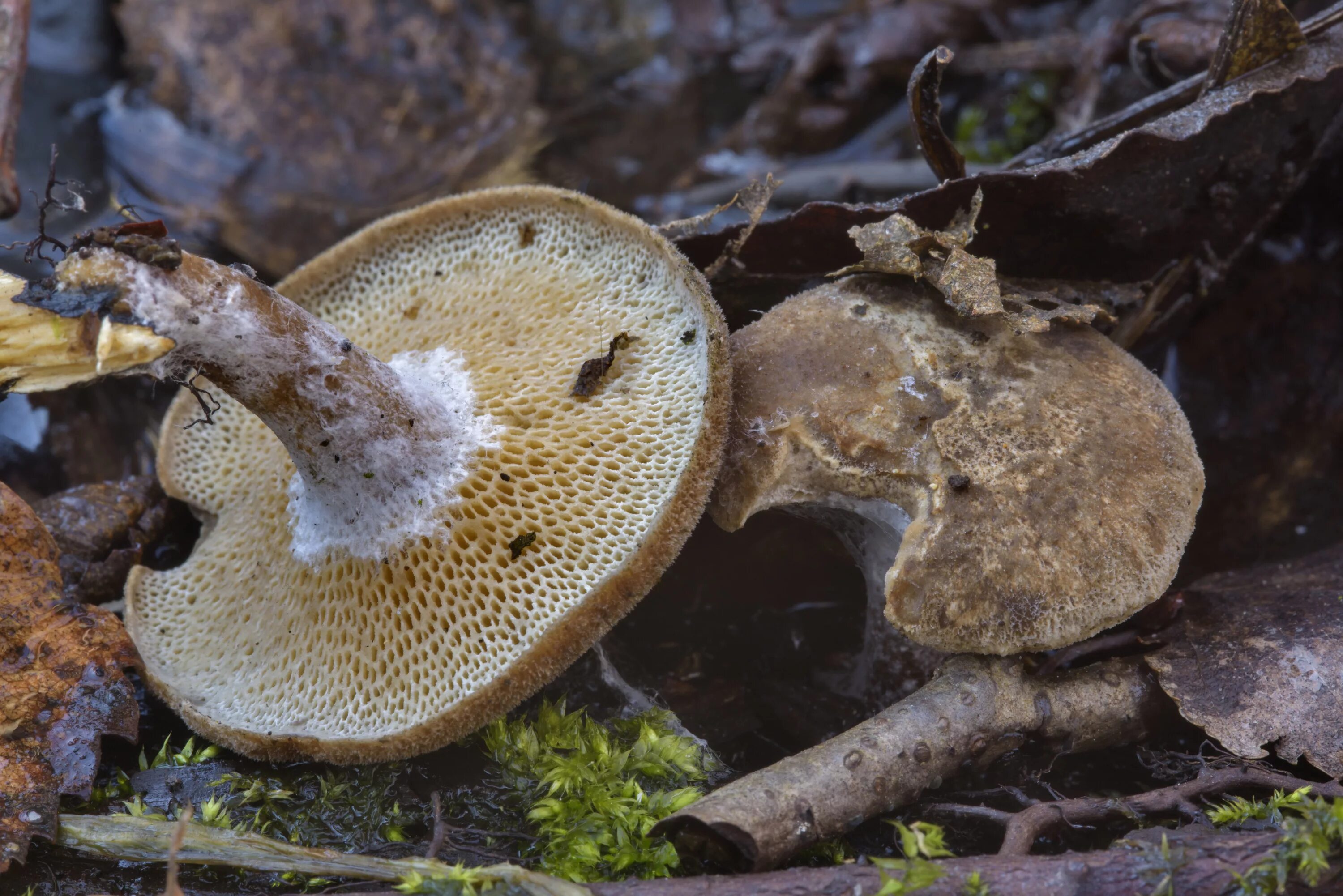 Трубчатый гриб 7. Трутовик зимний Polyporus brumalis. Трутовик окаймлённый. Трутовик (Polyporus rhizophilus). Трутовик пластинчатый гриб.