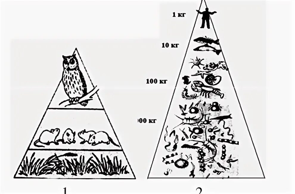 Экологическая пирамида рисунок. Экологические пирамиды пирамида биомасс. Экологическая пирамида биомассы леса. Трофические цепи пищевая пирамида. Экологическая пирамида водной экосистемы.