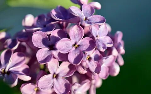 Покажи цветок сирени