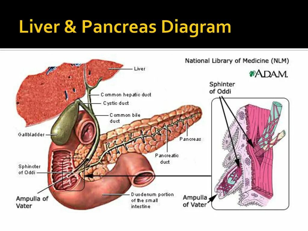 Желчный пузырь сфинктер Одди анатомия. Поджелудочная железа сфинктер Одди. Печеночно поджелудочная ампула со сфинктером.