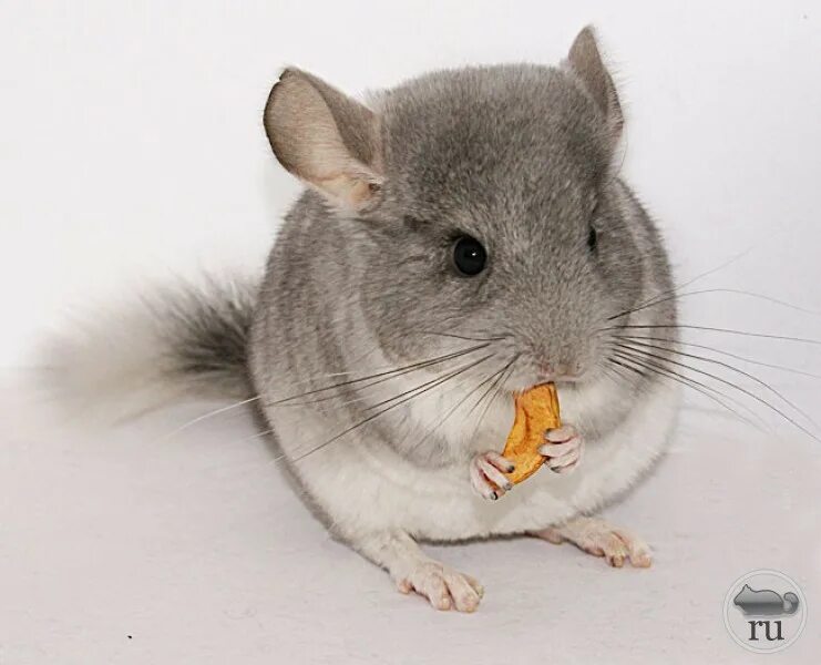 Как можно назвать шиншиллу девочку. Как можно назвать шиншиллу девочку. Как можно назвать шиншиллу девочку. Как можно назвать шиншиллу девочку. Золотистая шиншилла грызун.