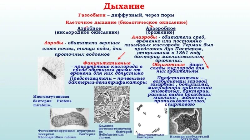 Бактерии в бескислородной среде. Аэробные и анаэробные организмы. Аэробные организмы примеры. Что относится к аэробным бактериям. Аэробные прокариоты.