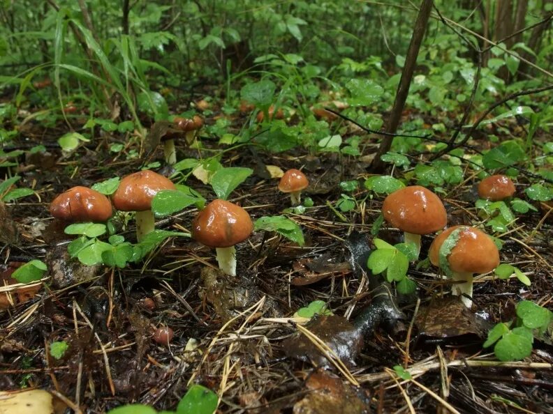 поляна маслят. поляна маслят. поляна грибов маслят. поляна маслят. маслята поляна.