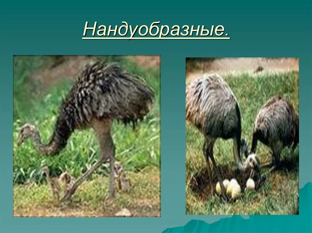 Особенности строения нандуобразных