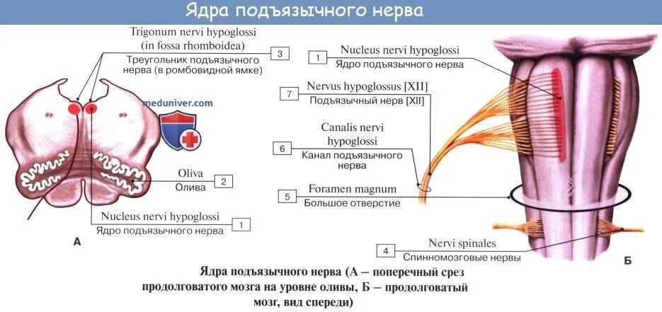 Ядра черепных нервов латынь. Xii пара. подъязычный нерв (n. hypoglossus). 12 пара подъязычный нерв. подъязычный нерв 12 анатомия. 12 пара черепных нервов ядра.