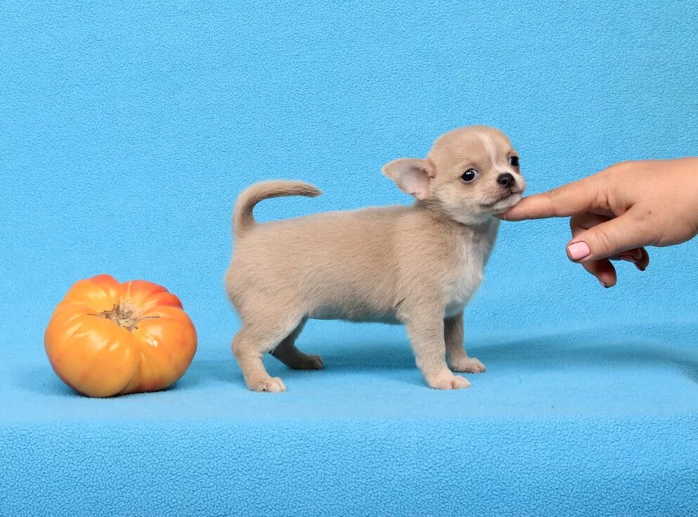 Натуральная еда для чихуахуа. Чихуахуа с едой. Откормленный чихуахуа. Какие овощи можно чихуахуа. Список опасных продуктов для собак.