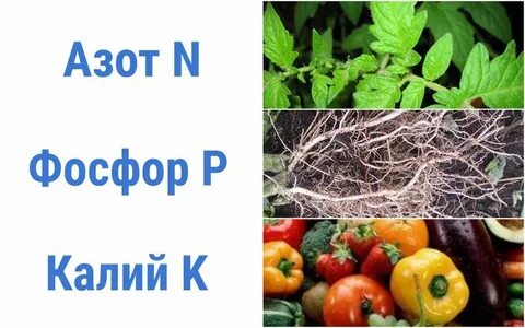 Роль фосфора в жизни растений