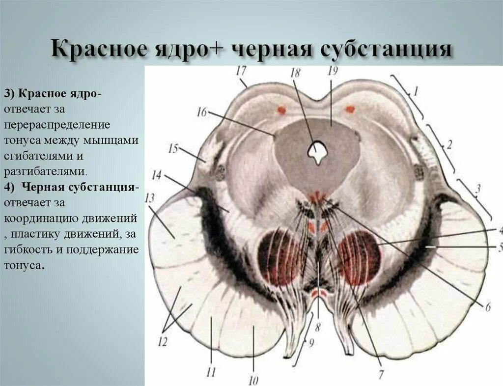 Выгружаемое ядро. Функции красного ядра среднего мозга. красное ядро функции.
