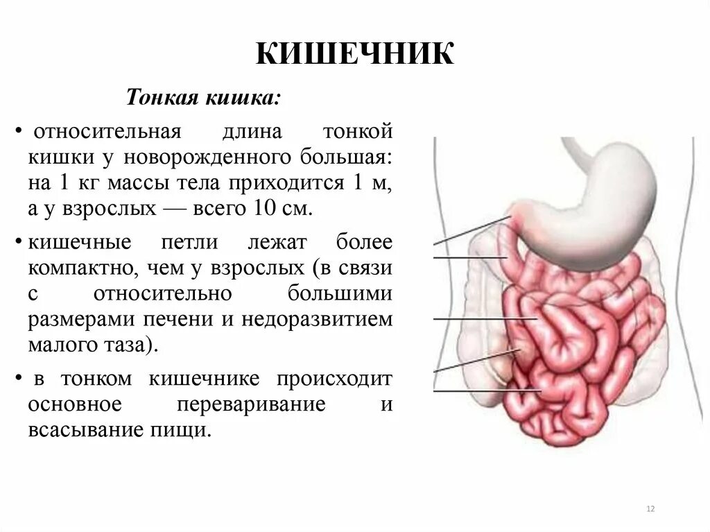 В тонкую кишку открываются. Тонкая кишка строение медунивер. Тонкая кишка кишка строение. Тонкая кишка петли анатомия. Какой диаметр тонкой кишки у человека.