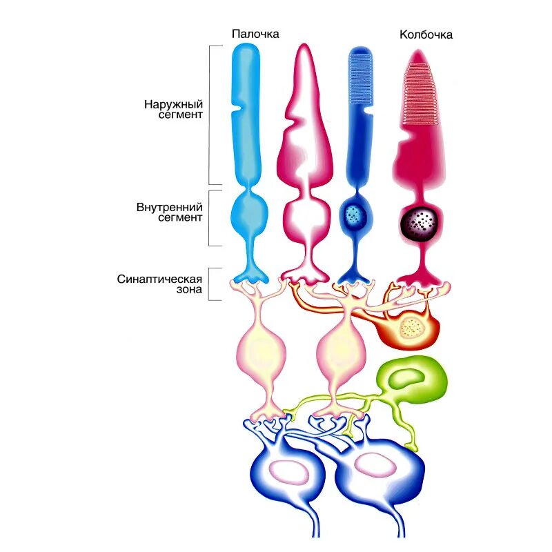 Палочки и колбочки сетчатки глаза строение. Структура палочек и колбочек сетчатки. Строение глаза анатомия палочки и колбочки. Строение глаза колбочки и палочки. Сетчатка родопсин палочка