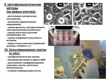 Метод прижизненного витального окрашивания