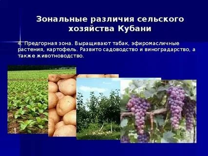 Продукция сельского хозяйства краснодарского края