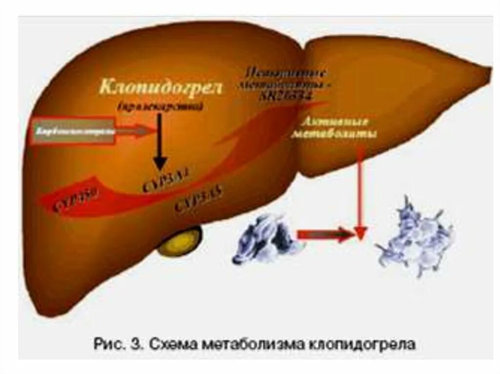 Метаболизм клопидогрела. Механизм клопидогрела. Механизм действия клопидогрела. Механизм действия клопидогрела схема. Клопидогрел механизм действия